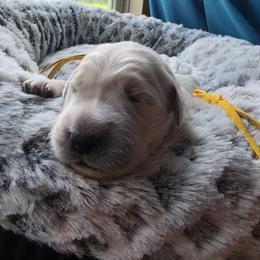 Sunny - Yellow - Golden male Golden Retriever puppy in Lucasville, Ohio from Halo Kennels