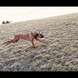 Rhodesian Ridgeback All Grown Up from Abbey Rhode Rhodesian Ridgebacks