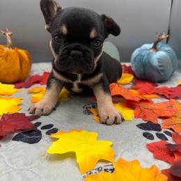 Chocolate Chip - Black and tan male French Bulldog puppy in Largo, Florida from Infinity Frenchies