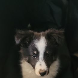 Shetland Sheepdog Puppies from DK'S Sassy River Shelties