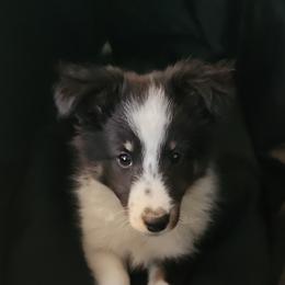 Shetland Sheepdog Puppies from DK'S Sassy River Shelties