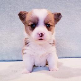 American Corgi and Pembroke Welsh Corgi Puppies from Whimsical Treasure Corgis