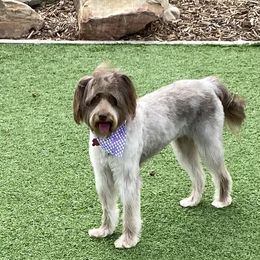 Aussiedoodle All Grown Up from Aspen Mountain Doodles LLC