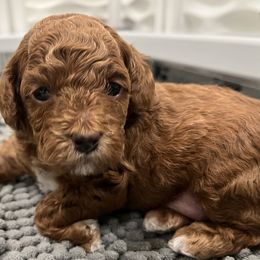 Poodle puppies from The Poodlemen