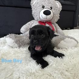 Blue Boy - Black and gold male Shorkie puppy in San Tan Valley, Arizona from Great Mates