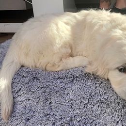 Golden Retriever Puppies from West Coast Cream Goldens