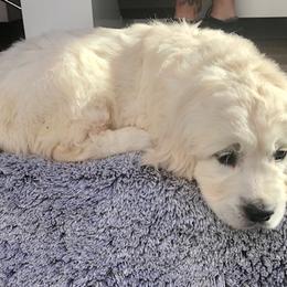 Golden Retriever Puppies from West Coast Cream Goldens
