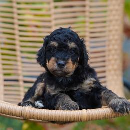 Hunter - Phantom male Bernedoodle puppy in Spokane, Washington from Lilac City Doodles