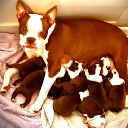 Boston Terrier Puppies from Celtic Kennel Bostons