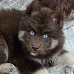 Harley - Brown and white male Siberian Husky puppy in East Tawas, Michigan from BurnsBerg's Woolies