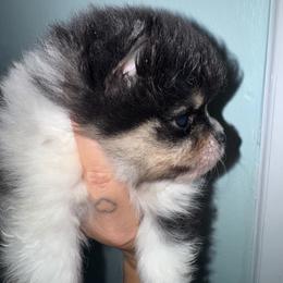 Buzz - Tri-colored male Pomeranian puppy in Fredericksburg, Virginia from Designer Dog Society