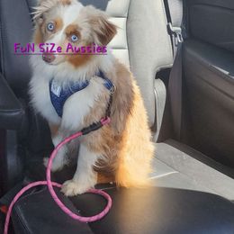 Sage - Toy Australian Shepherd