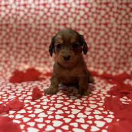 Purple Heart girl (dapple) - Dapple female Dachshund puppy in Chehalis, Washington from McJazzin Doxies