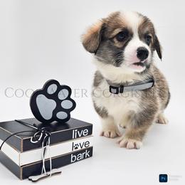 Love - Red male Pembroke Welsh Corgi puppy in Kiowa, Colorado from Cool Water Corgis LLC