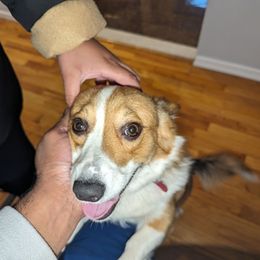 Pembroke Welsh Corgi Puppies from Jersey Shore Corgis