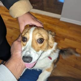 Pembroke Welsh Corgi Puppies from Jersey Shore Corgis