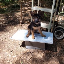 German Shepherd Puppies from Vom Legend Land