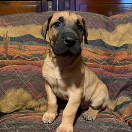 Chip - Fawn male Great Dane puppy in Somerset, Ohio from Quarter Creek Danes