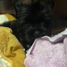 Yorkshire Terrier Puppies from Southern Sweetheart Kennels