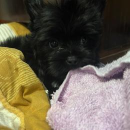 Yorkshire Terrier Puppies from Southern Sweetheart Kennels