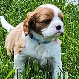 Rye - Blenheim Cavalier King Charles Spaniel puppy in Layton, Utah from Bill's Cavalier