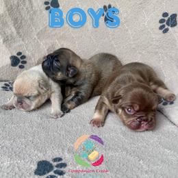 Cache - Fawn male French Bulldog puppy in Bowman, Georgia from Companion Creek Farm