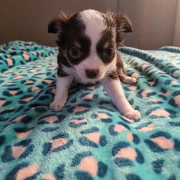 Mercedes - Silver and white female Chihuahua puppy in Amity, Pennsylvania from Baxters Chihuahuas