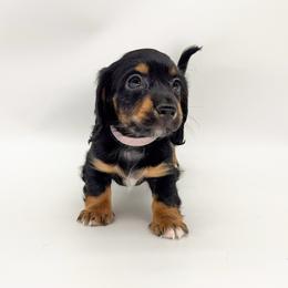 Violet - Black and tan female Dachshund puppy in Waddell, Arizona from Neu Doxies