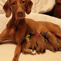 Beagle and Vizsla Puppies from Glade Mill Sporting & Hound