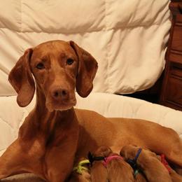 Beagle and Vizsla Puppies from Glade Mill Sporting & Hound