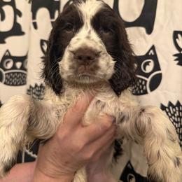 Shasta - Liver and white female English Springer Spaniel puppy in Huntingdon, Pennsylvania from Indian Creek Springers and Doxies