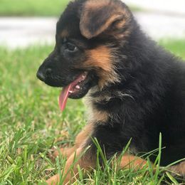 German Shepherd Puppies from Finca Vom Chaveco