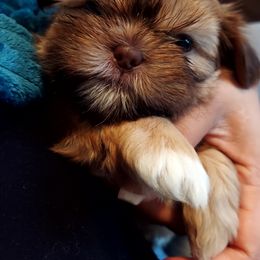 Shih Tzu Puppies from Highland Farms Shih Tzu & Imperial Beauties