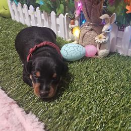 Kelo - Black and rust male Miniature Pinscher puppy in Baton Rouge, Louisiana from Pike's Pups
