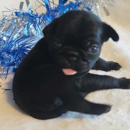 "BOOST"   Black male boy 1 - Black male Pug puppy in Blountsville, Alabama from Rock Springs Pugs