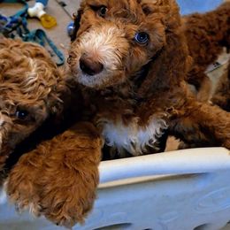 Goldendoodle Puppies from Dahlia Doodles