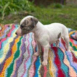 Rose - White and fawn brindle female Whippet puppy in Oneida, Tennessee from Saving Grace
