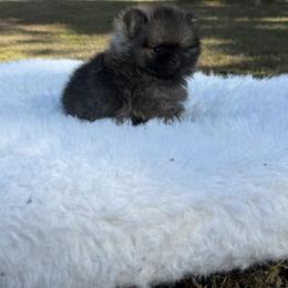 Knight - Wolf sable male Pomeranian puppy in Naples, Florida from Puppies Forever 💙❤️🐶