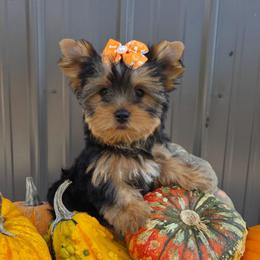 Izzy - Blue and gold female Yorkshire Terrier puppy in Monticello, Iowa from Ashley’s Puppies