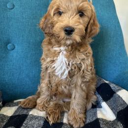 Bear - Red  male Goldendoodle puppy in Glendale, Arizona from Follow Your Bliss Doodles