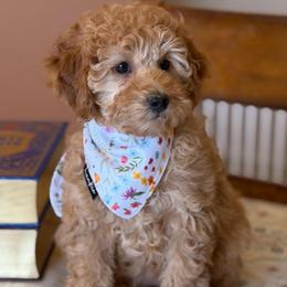 Sierra - Red  female Poodle puppy in Cedar City, Utah from Precious Paws Ranch