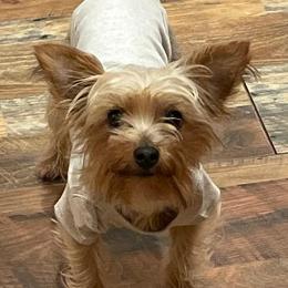 Yorkshire Terriers from Leamarr Farms Yorkies