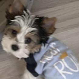 Yorkshire Terriers from Dusty Bottoms