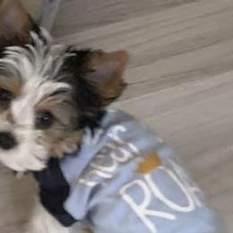Yorkshire Terriers from Dusty Bottoms