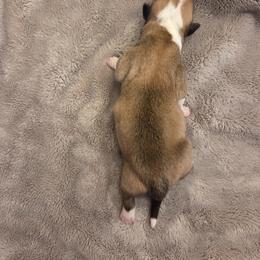 Boy 1 - Sable male Pembroke Welsh Corgi puppy in Bell, Florida from Little Bit Corgis