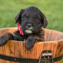 Goldendoodle and Poodle Puppies from Fancy Goldendoodles and Poodles