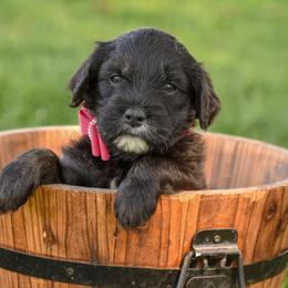 Goldendoodle and Poodle Puppies from Fancy Goldendoodles and Poodles