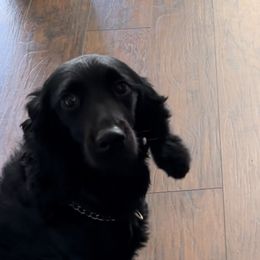 Kobe - Cocker Spaniel