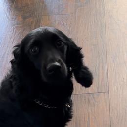 Kobe - Cocker Spaniel