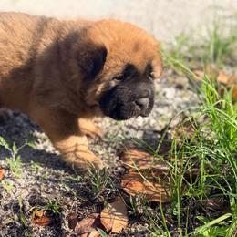 Pretzel - Red fawn male Chinese Shar-Pei puppy in Lehigh Acres, Florida from Florida Wrinkles